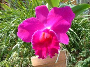 <i>Cattleya</i> Imperial Wings