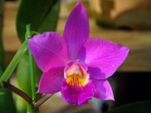 <i>Cattleya</i> Ruby Love