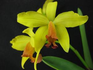<i>Cattleya</i> Emily Clarkson