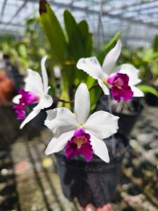 Cattleya Purple Cascade