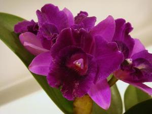 <i>Cattleya</i> Mari's Pet