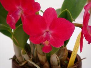 Cattleya Layla