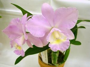<i>Cattleya</i> Dream Lights