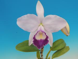 Cattleya Kazuko Takamatsu