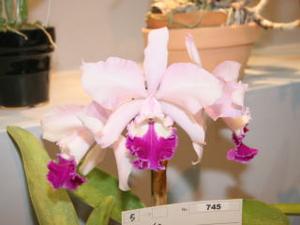 <i>Cattleya</i> Paysage