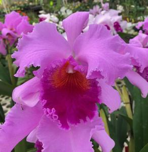<i>Cattleya</i> Nobile's Coronation