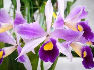 <i>Cattleya</i> Tsubasa