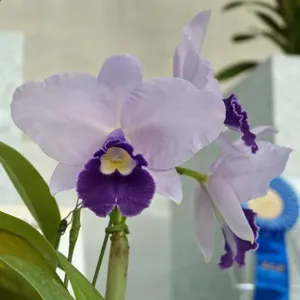 <i>Cattleya</i> Mother's Life
