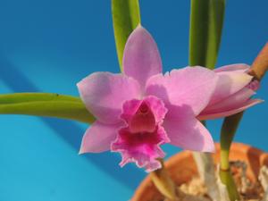 <i>Cattleya</i> Miyako Komachi