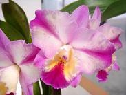 <i>Cattleya</i> California Song