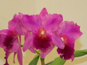 <i>Cattleya</i> Burgundy Velvet