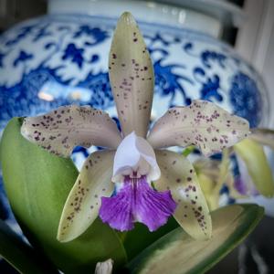Cattleya Leoloddiglossa