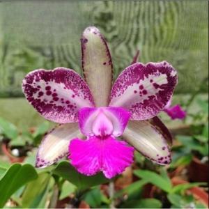<i>Cattleya</i> Akimi Haneda