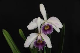 <i>Cattleya</i> Sarah Sears