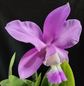 <i>Cattleya</i> Conundrum
