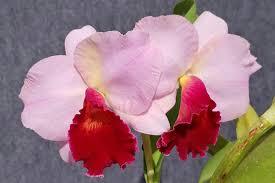 Cattleya Rose Marguglio Szwed