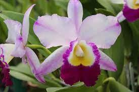 Cattleya Espiritu Andino