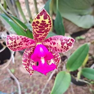 <i>Cattleya</i> Shakira