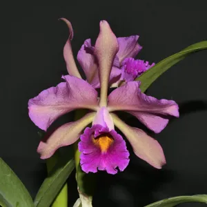 <i>Cattleya</i> Lucia Fernandez