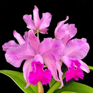 <i>Cattleya</i> Kay