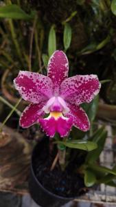 Cattleya Memoria Rita Franke