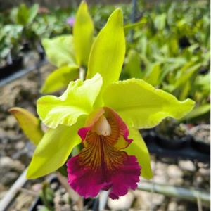 <i>Cattleya</i> Oro Andino