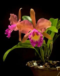 <i>Cattleya</i> 23rd WOC Tainan 2024