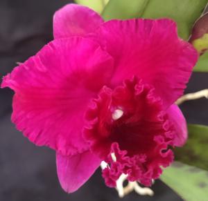 Cattleya Durban Spirit