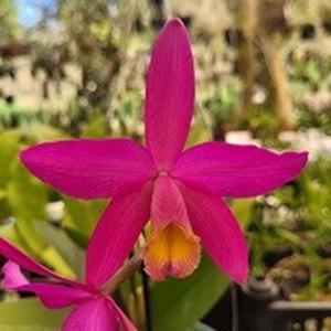 utils/thumbs/hybrid/Cattleya_101065694_000006745.jpeg