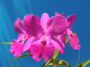 <i>Cattleytonia</i> Pilialoha