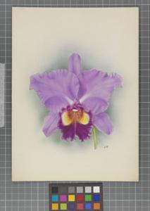 <i>Cattlianthe</i> Basil (1909)