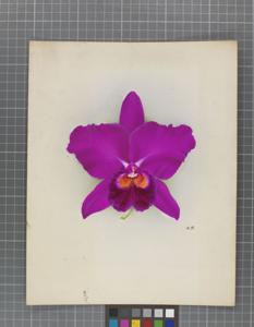 Cattlianthe Muriel Henderson