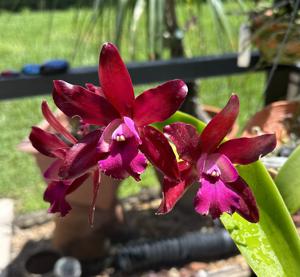 Cattlianthe Sagarik Wax