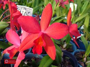 Cattlianthe Jeweler's Gem