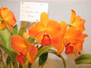 Cattlianthe Sunrise Doll