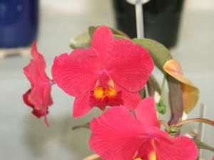 Cattlianthe Just Little Red