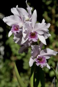 <i>Cattlianthe</i> Sea of Cortez