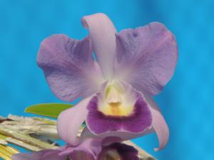 <i>Cattlianthe</i> Azul Madoka