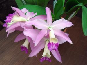 <i>Cattlianthe</i> Sky Grape