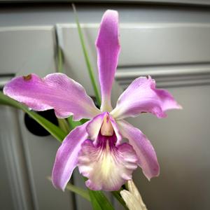 Catyclia Anjanine Kvale