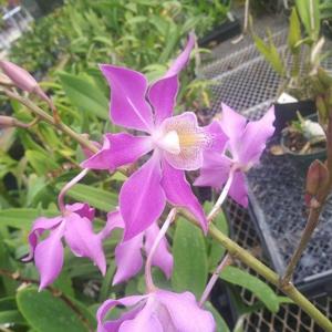 Caulophila Buccoo Reef
