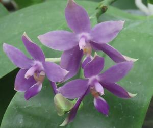 Phalaenopsis Yaphon All Friends