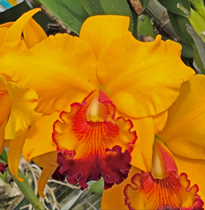 <i>Rhyncholaeliocattleya</i> Yuki Akatsuka