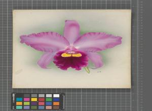 Cattleya Mrs. Willoughby Pemberton