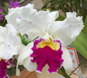 Cattleya Nippon