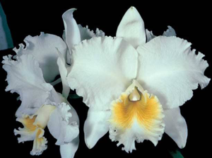 <i>Cattleya</i> Pernel George Barnett