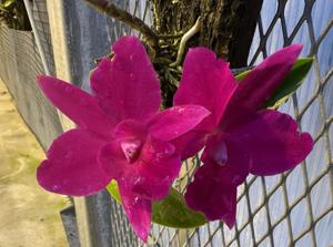 Cattleya Mahalo Jack