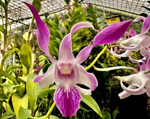 Dendrobium Chester