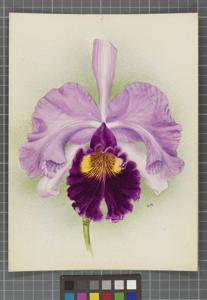 Cattleya Memoria H. A. Tracy