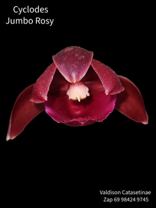 Cyclodes Jumbo Rosy